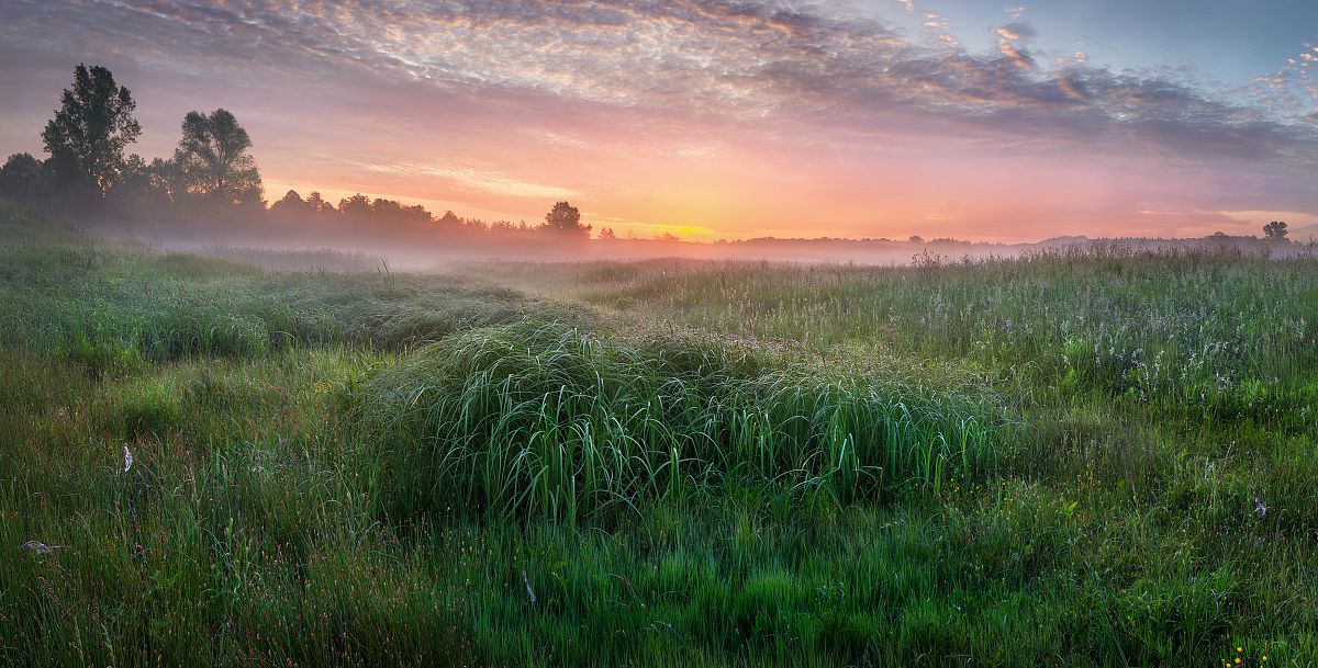 Утро на заливном лугу