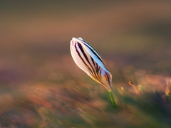 Начало жизни