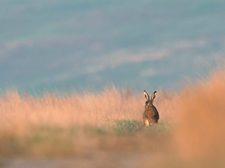 Встреча в степи