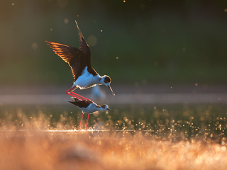 Из жизни ходулочников