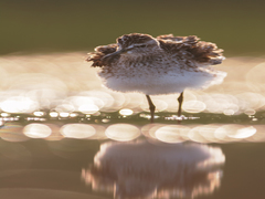 Блистательный