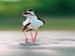 Момент нежности