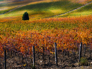Vigneti D'Autunno 2