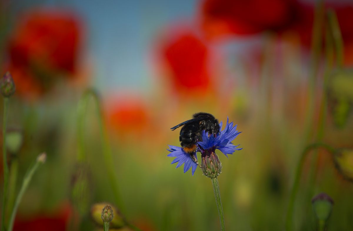 Волошковий залицяльник