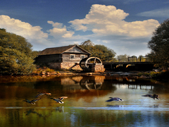 Голландський мотив