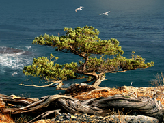 Кримський етюд