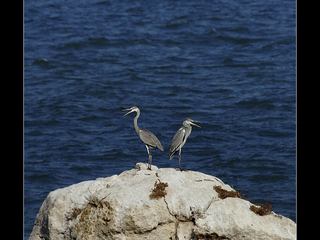 Невирішаний конфлікт