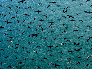 Фуга ре-мажор