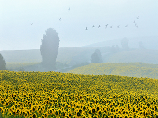 Український мотив