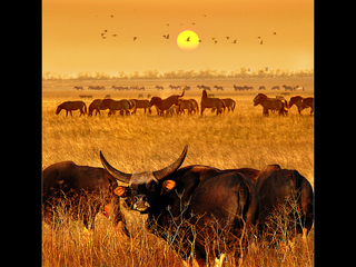 Асканія-нова