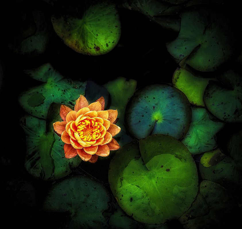 Water lily