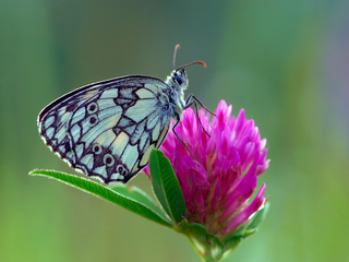 Галатея і квітка