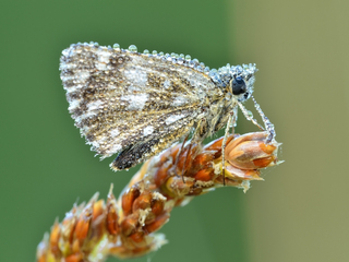 Метелик в росі