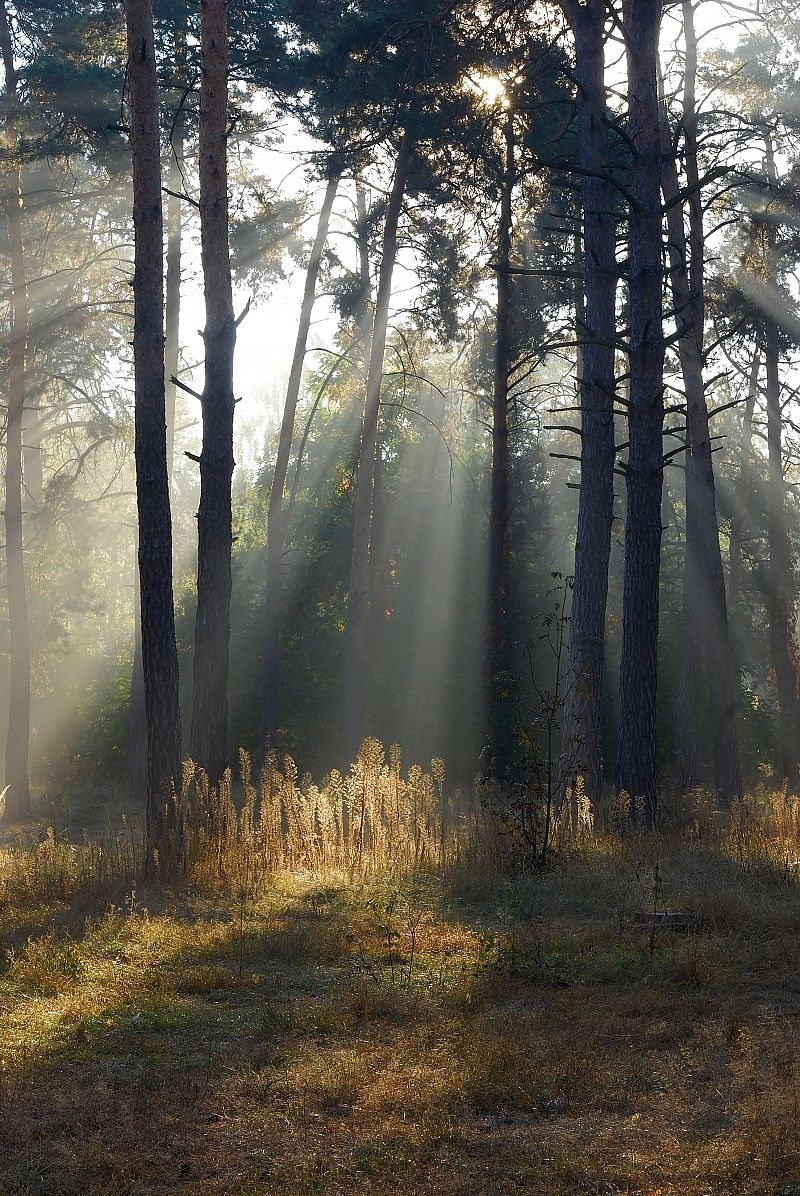Скрізь сосни