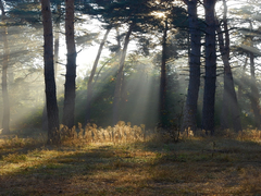 Скрізь сосни