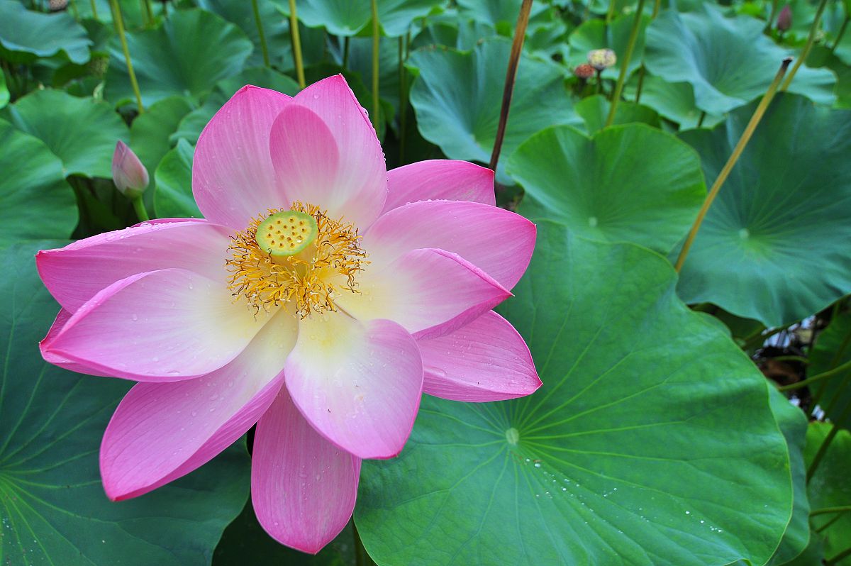 Pink water lily flower