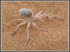 Araignee Dame blanche