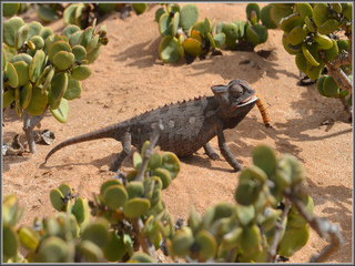 Chameleon Namib 3