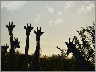 Giraffes at night Etosha