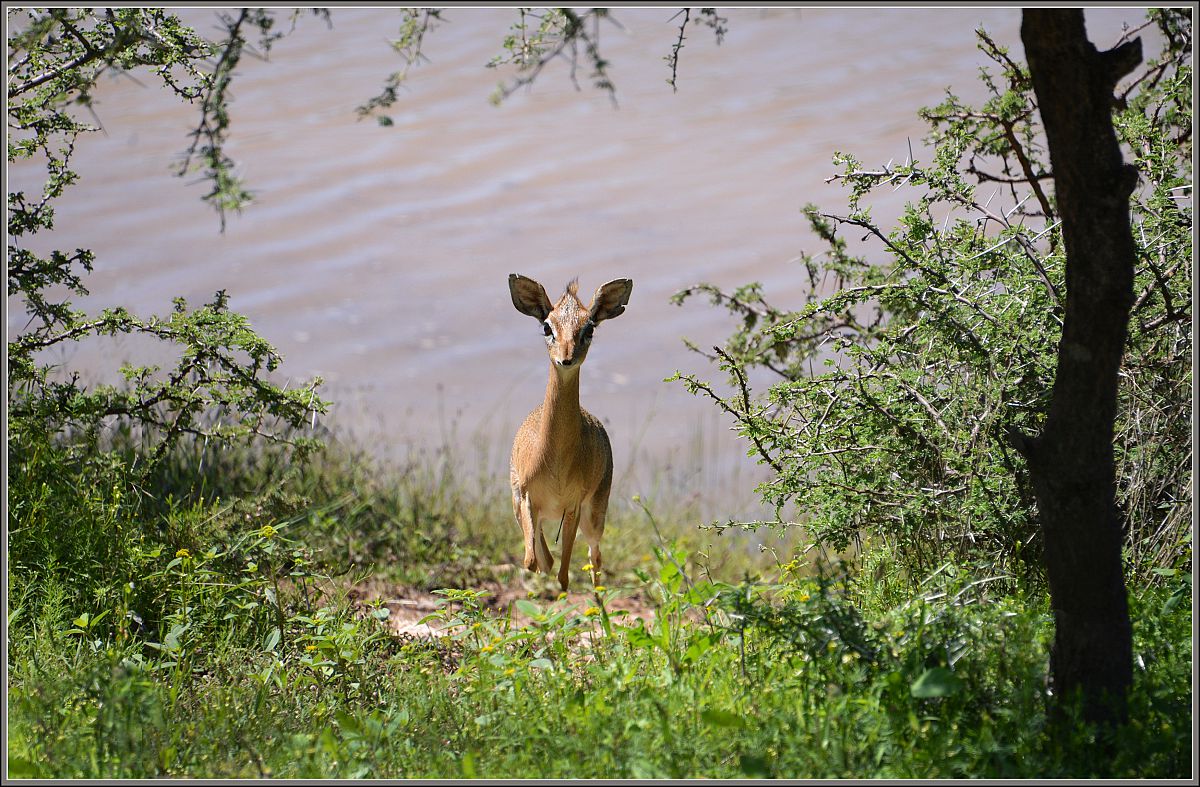Wounded fawn Waterberg