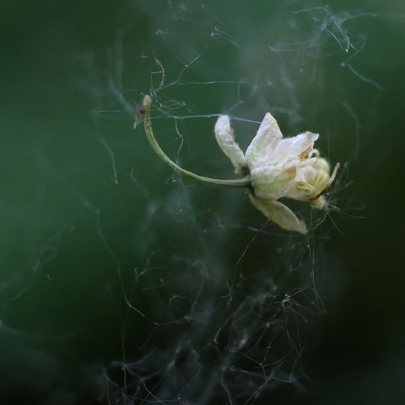 Цвіт акації
