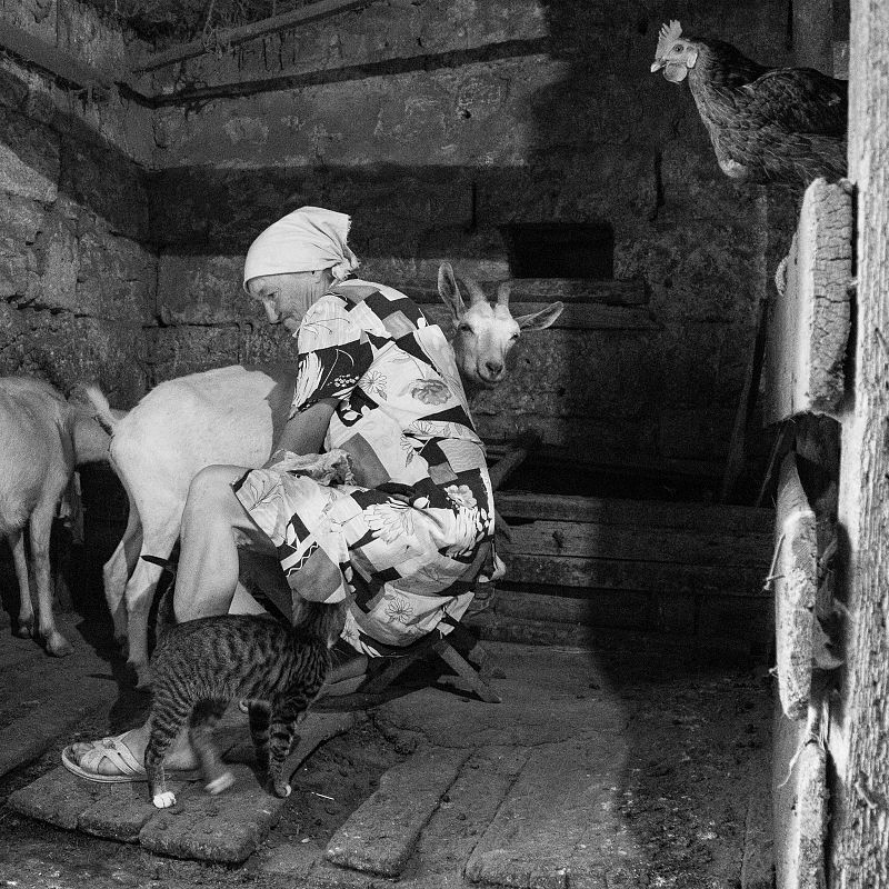 Вечерняя дойка