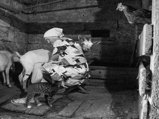 Вечерняя дойка