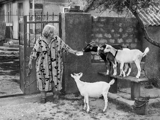 Козячі ласощі