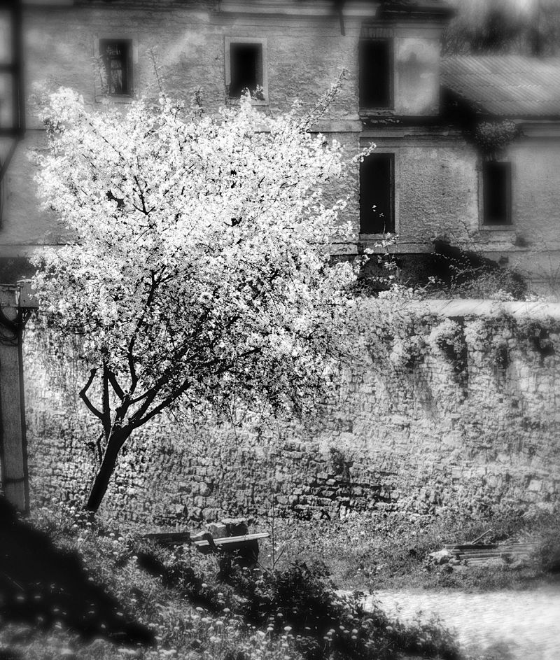 Апрельское цветение