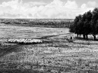 Бессарабский пейзаж