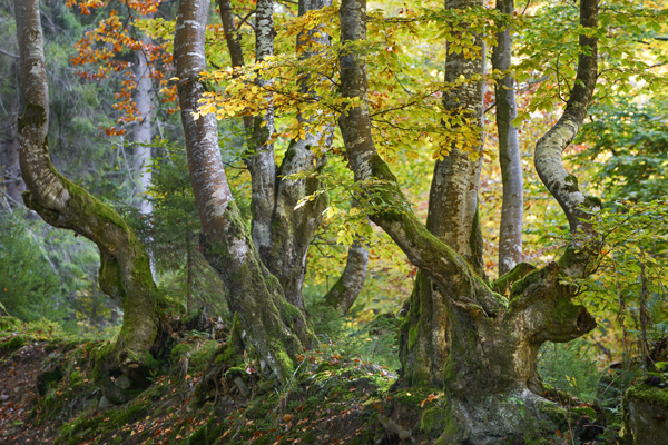 Carpathian Mountains. Sinevir-3