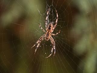 Володар павутиння