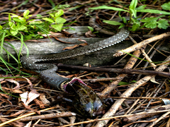 Сніданок плазуна