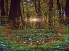 Казковий ліс