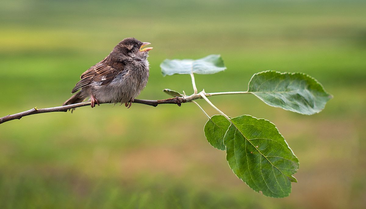 співочий привіт
