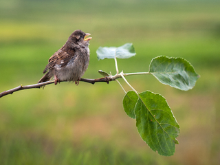 співочий привіт