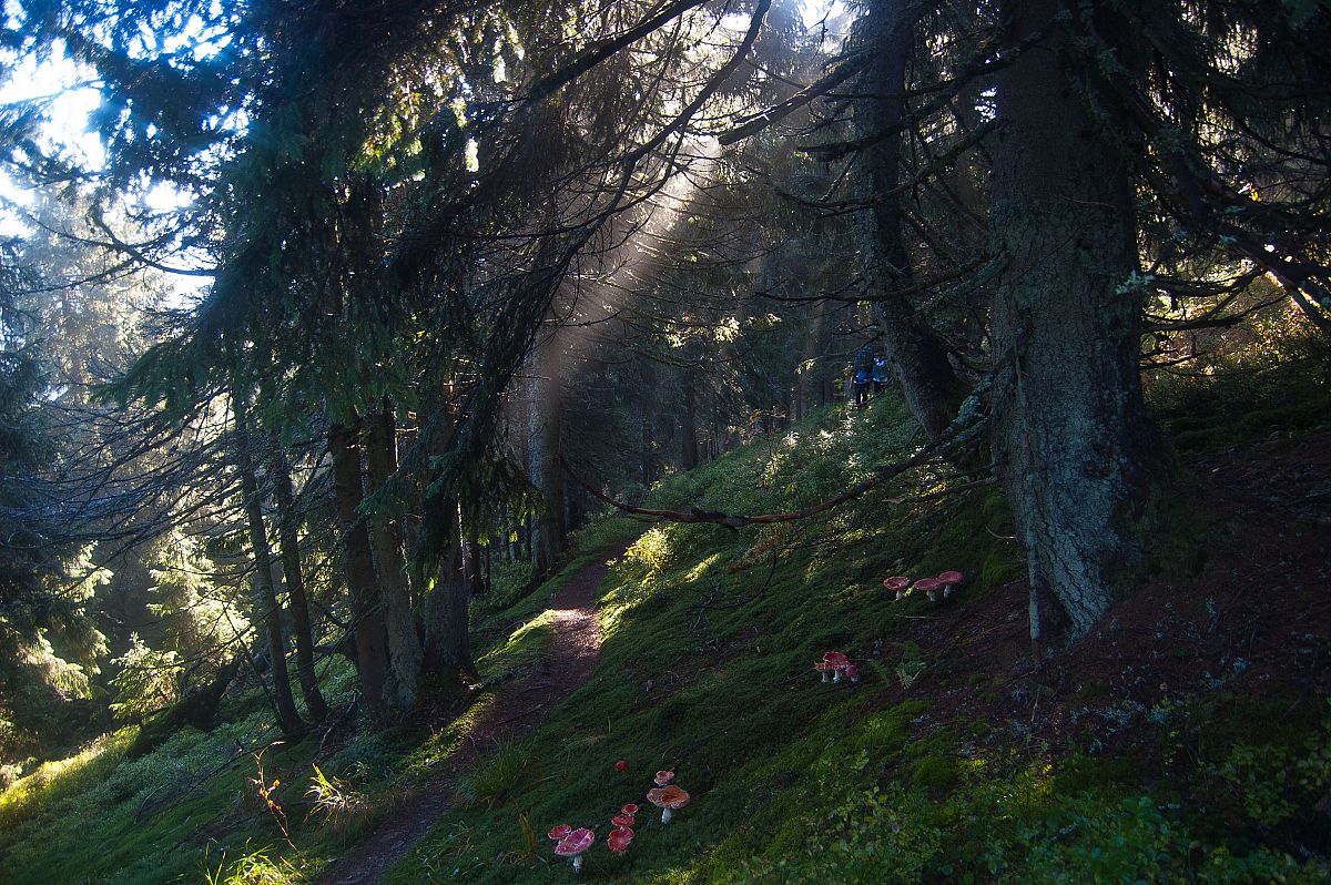 Карпатська казка