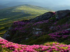 Рожеві килими гір