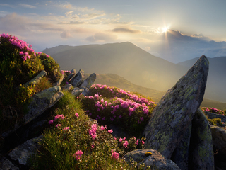 Червона рута