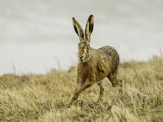 Brown Hare