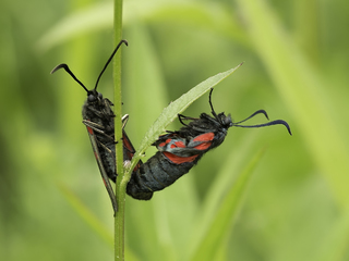 Mating Six Spot Burnets