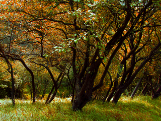 Лісова геометрія