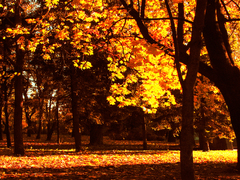 Осіннє золото