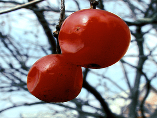 Калина перезимувала