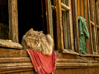 Хозяин одесских дворов