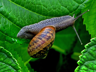Snail