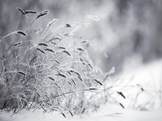 Зимнее настроение