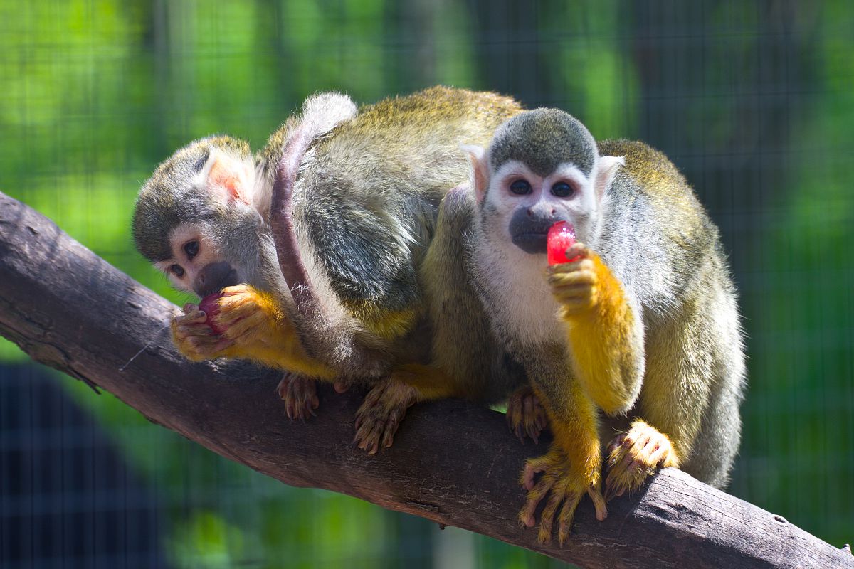 Цукерку будете???