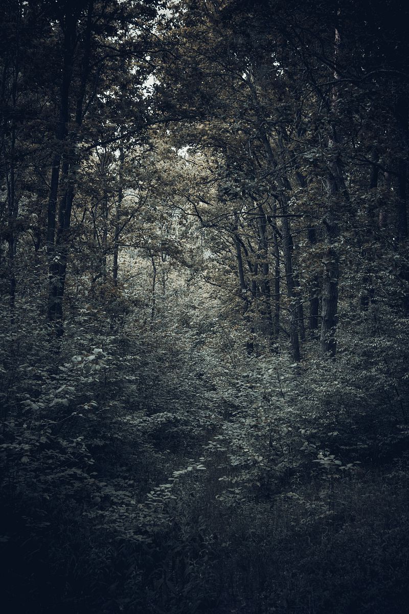 Казковий ліс