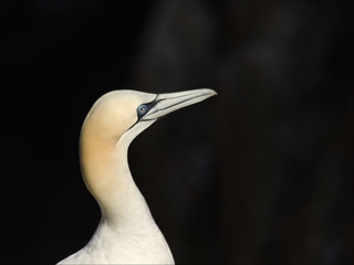 Gannet portrait